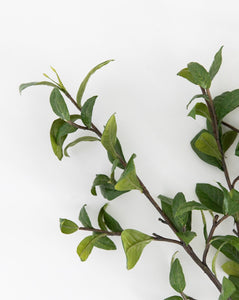 Gardenia Leaf Branch